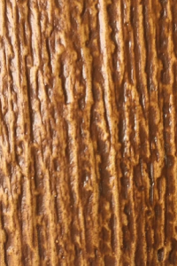 butternut