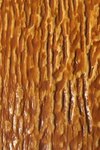 cedar