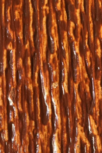 redwood